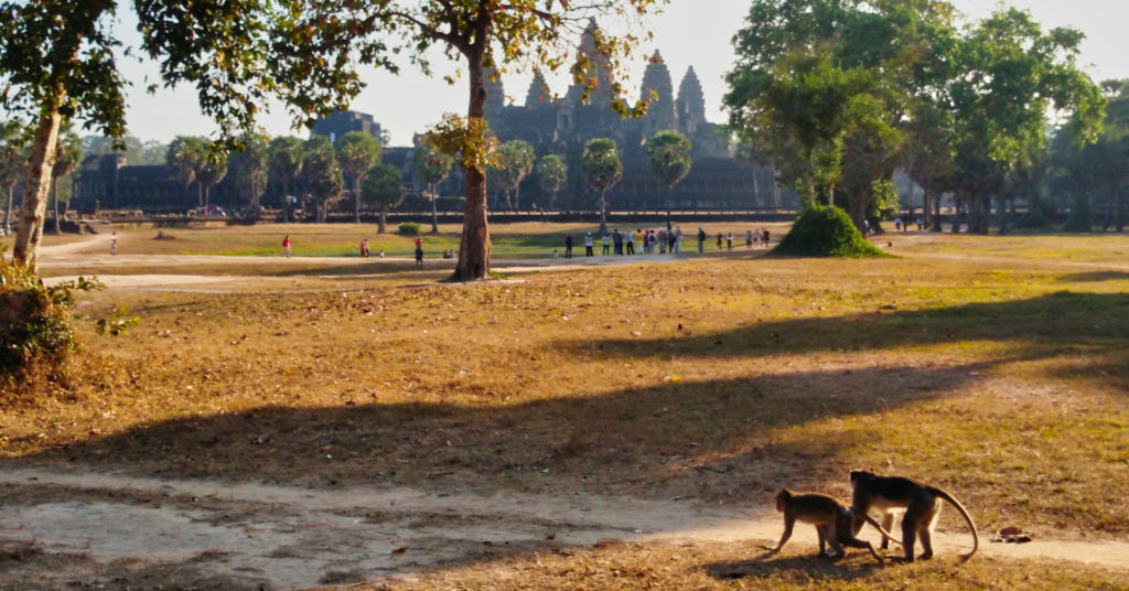 Angkor Affen